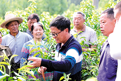 锦达网 一位农艺师与炎陵黄桃